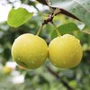 新鲜水果 甜润多汁 蜂糖梨小蜜梨  500g 商品缩略图1