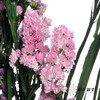 永生花材 | 勿忘我粉色 商品缩略图0