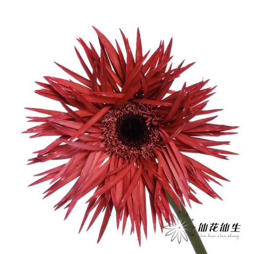 非洲菊 | 染色蜜桃粉【染色可能不均匀 介意慎拍】 商品图0