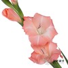 剑兰 | 粉色相爱 商品缩略图3