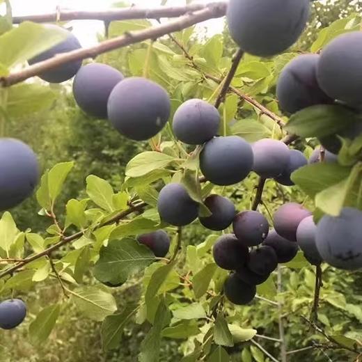 果疆湖·酸梅汤 1.5L  自然酸香 解腻又开胃 商品图1