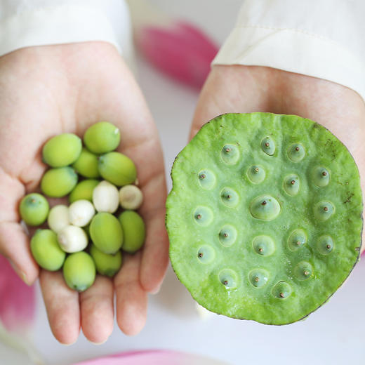 【3份十堰主城区包邮】时令尝鲜郧阳区安阳镇 新鲜莲蓬（生熟皆可食用） 5枚   商品图0