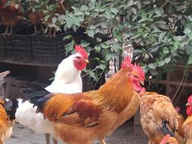 240天的大公鸡一只