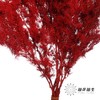 永生花材｜蓬莱松酒红 商品缩略图3
