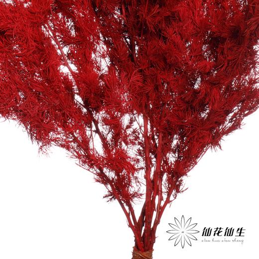 永生花材｜蓬莱松酒红 商品图3