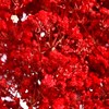 干花 | 满天星红 商品缩略图0