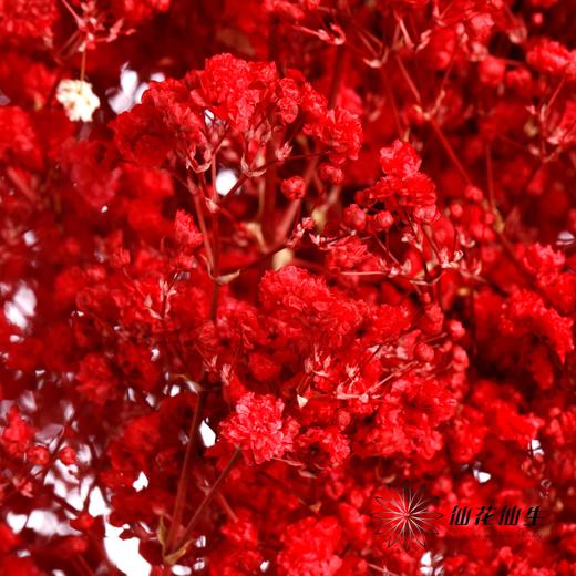 干花 | 满天星红 商品图0