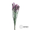 永生花材 | 勿忘我玫红 商品缩略图2