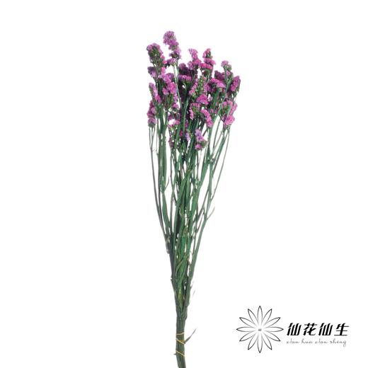 永生花材 | 勿忘我玫红 商品图2
