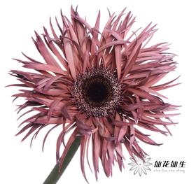 非洲菊 | 染色乌梅子【染色可能不均匀 介意慎拍】