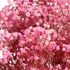 干花 | 满天星深粉 商品缩略图0