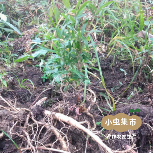 生态藏当归 250g/袋 | 合作农友生产，来自四川兴宝，生产者：闵国康 ＆【公平贸易农人定价】 商品图11