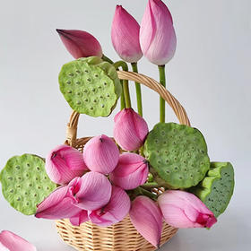 【十堰主城区包邮】“好运莲莲”套餐 郧阳区安阳镇 新鲜荷花5枝+莲蓬5个 