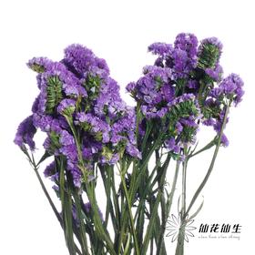永生花材 | 勿忘我深紫
