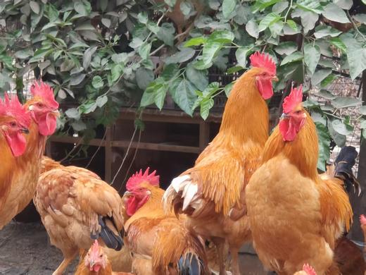 老家有地林下跑步鸡初生蛋（360枚/箱 )27g-30g/枚 商品图0