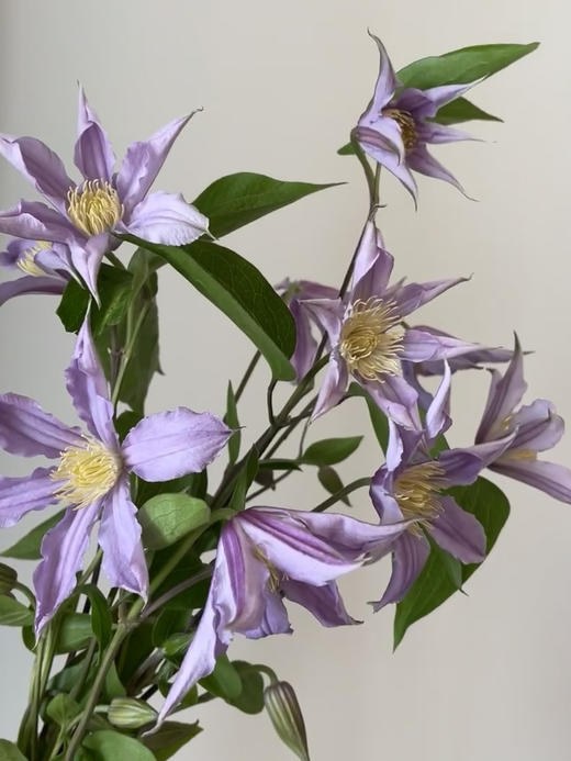 进口花材-【铁线莲】伦敦 商品图1