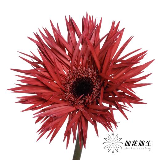 非洲菊 | 染色蜜桃粉【染色可能不均匀 介意慎拍】 商品图2