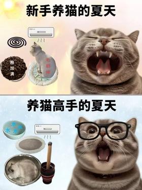 夏天养猫这个事儿我早就摸透了