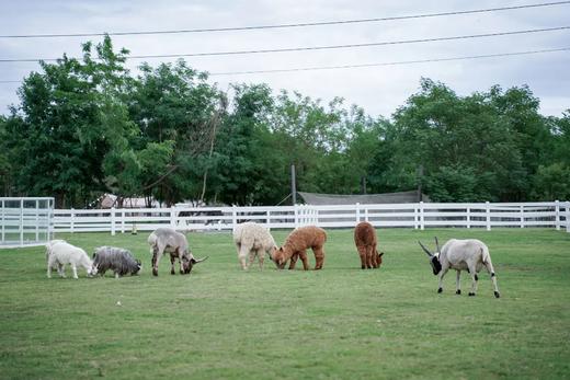 【微度假农场】采摘、田野小火车、萌宠互动、农夫拖拉机、森林儿童乐园，轻松遛娃一整天！ 商品图5