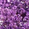干花 | 满天星浅紫 商品缩略图0