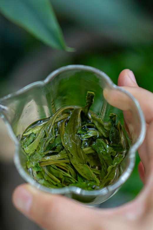 【茶中魁首 兰香高幽 茶王&金奖得主】2025新茶丨安徽黄山太平猴魁（特一级） 商品图5