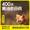无抗黄油老母鸡 | 买二送一  99.9到手3只 ! 煲汤专用 养足400天 油黄汤也鲜 鲜鸡现杀肉质紧实 商品缩略图2