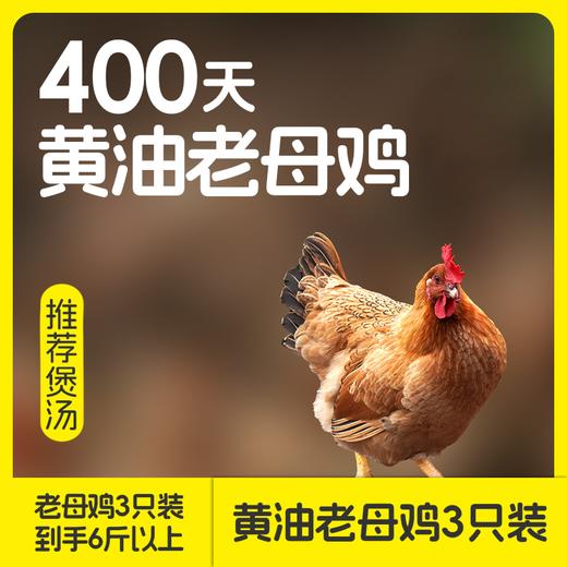 无抗黄油老母鸡 | 买二送一  99.9到手3只 ! 煲汤专用 养足400天 油黄汤也鲜 鲜鸡现杀肉质紧实 商品图2