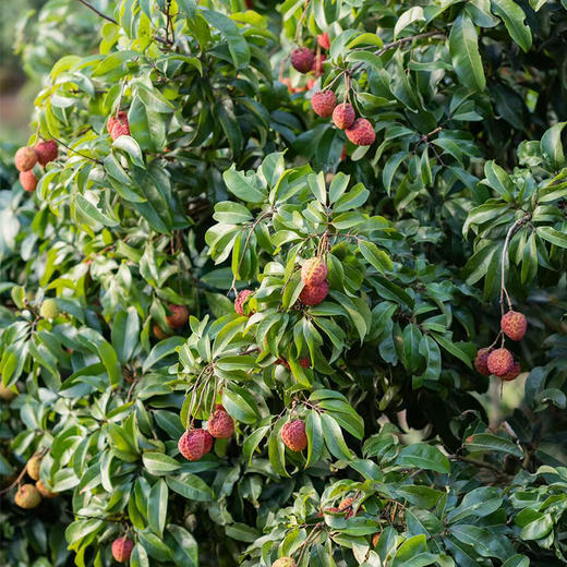 广东增城仙进奉荔枝 优选礼盒装   果大肉厚 蜜香清甜 顺丰发货 商品图8