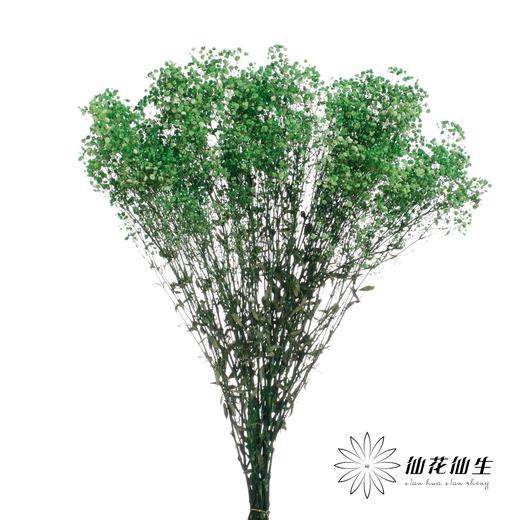 干花 | 满天星绿 商品图1