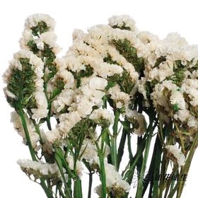 永生花材 | 勿忘我白色