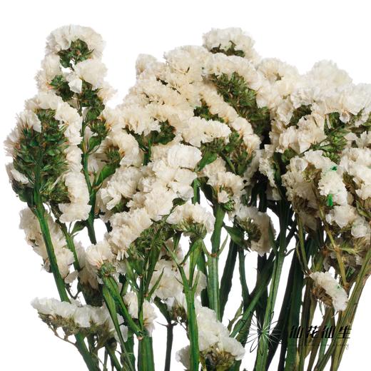 永生花材 | 勿忘我白色 商品图0