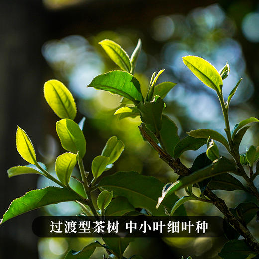 【特价秒杀】【2罐100克分享】【细叶香】2025年后山麓古树春茶，福利分享感受细叶魅力，少量库存分享50克/罐 商品图2