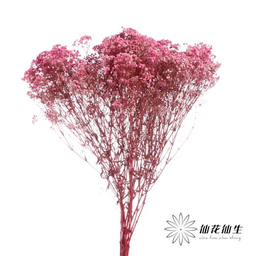 干花 | 满天星深粉 商品图1