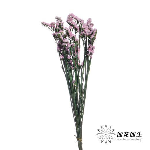 永生花材 | 勿忘我粉色 商品图1
