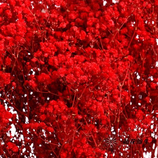 干花 | 满天星红 商品图2