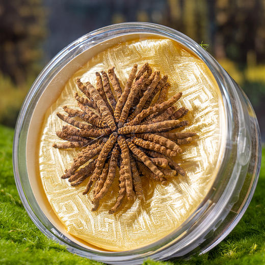 【冬虫夏草干货】新采新干 品质甄选 虫体饱满完整 干度好 纹理清晰可见 食用方法多样 10g/盒 商品图4