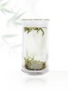 2025年新品小罐茶竹节杯300ML--4只装：发中通快递 商品缩略图2