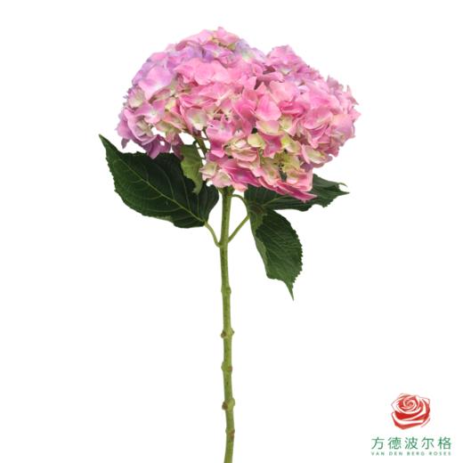 市场绣球 马卡龙 商品图3