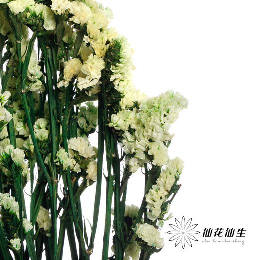 永生花材 | 勿忘我黄色 商品图2