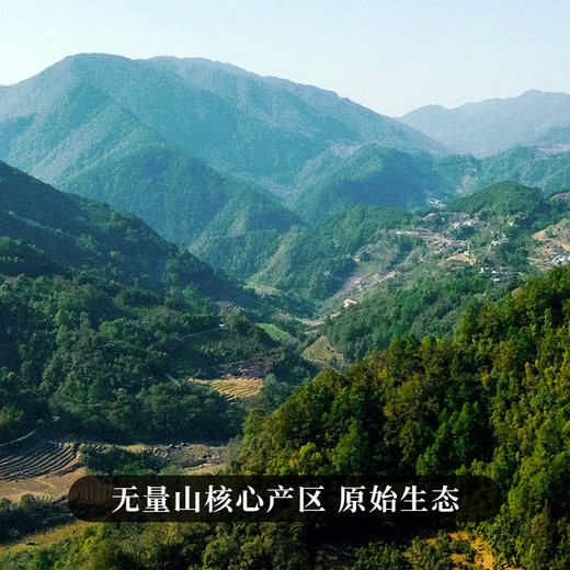 【特价秒杀】【2罐100克分享】【细叶香】2025年后山麓古树春茶，福利分享感受细叶魅力，少量库存分享50克/罐 商品图1