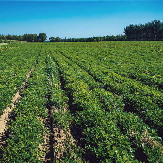 物元农场有机花生米 东北四粒红红皮花生营养丰富口感清香800g/袋 商品图2