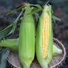 #基地直发#【严选】云南德宏水果玉米 精选大果饱满度90%+【9斤装 约11-15个】新鲜黄包谷嫩生吃棒子应季蔬菜 商品缩略图0