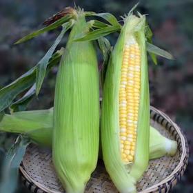 #基地直发#【严选】云南德宏水果玉米 精选大果饱满度90%+【9斤装 约11-15个】新鲜黄包谷嫩生吃棒子应季蔬菜
