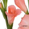 剑兰 | 粉色相爱 商品缩略图2
