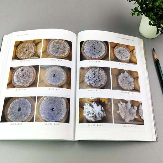 杏鲍菇工厂化栽培【袋式、瓶式栽培模式，彩图】 商品图3