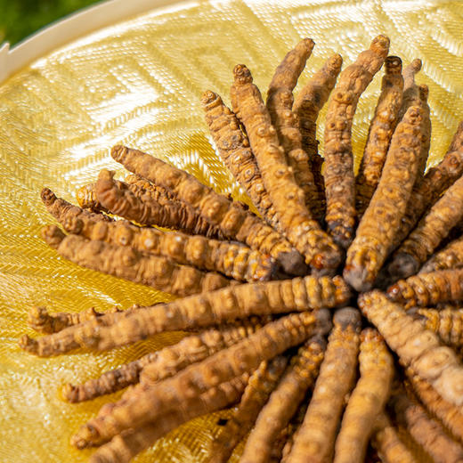 【冬虫夏草干货】新采新干 品质甄选 虫体饱满完整 干度好 纹理清晰可见 食用方法多样 10g/盒 商品图2