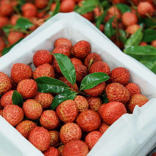 广东增城仙进奉荔枝 优选礼盒装   果大肉厚 蜜香清甜 顺丰发货 商品图5