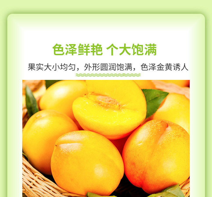 山东黄油桃_04.jpg