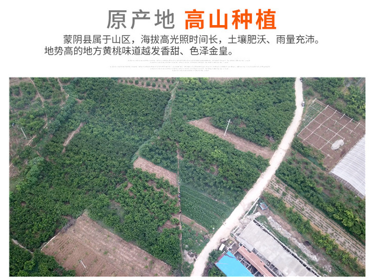 沂蒙黄金水蜜桃_03.jpg