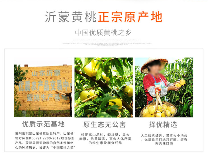沂蒙黄金水蜜桃_02.jpg